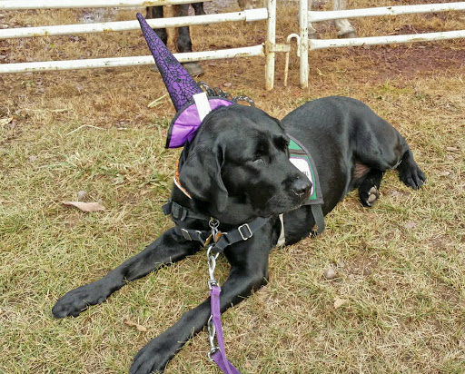 Pet Supply Store «P & D Pet Supply», reviews and photos, 79 N Mountain Blvd, Mountain Top, PA 18707, USA