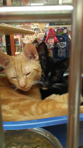 Pet Supply Store «PetSmart», reviews and photos, 211 W Alexander St A, Plant City, FL 33563, USA