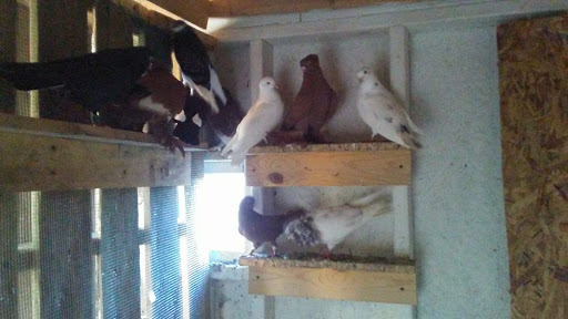 Pet Store «Animal Feeds & Needs», reviews and photos, 401 W Golf Rd, Arlington Heights, IL 60005, USA