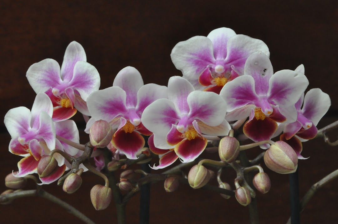 Chinen Orchids