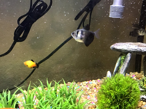 Pet Supply Store «Petco Animal Supplies», reviews and photos, 4030 N MacArthur Blvd #200, Irving, TX 75038, USA