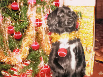 Image Decor - Photo 8 - Car repair in Palm Desert, CA, Indio