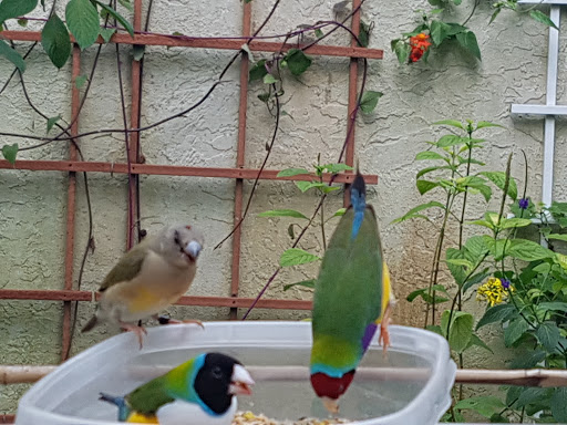 Tourist Attraction «Butterfly World», reviews and photos, 3600 W Sample Rd, Coconut Creek, FL 33073, USA