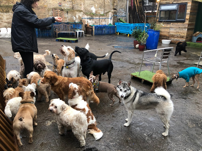 Reviews of Hairy Hounds in Hackney in London - Dog trainer