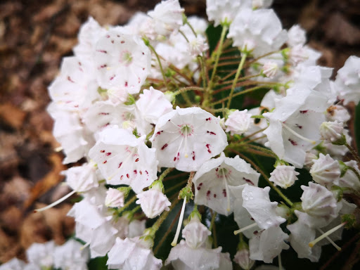 National Park «Kings Mountain National Military Park», reviews and photos, 2625 Park Rd, Blacksburg, SC 29702, USA