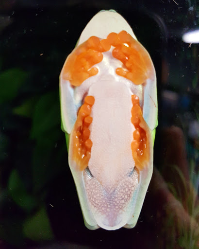 Pet Store «AquaRealm Aquarium & Pets», reviews and photos, 452 Railroad St, St Johnsbury, VT 05819, USA