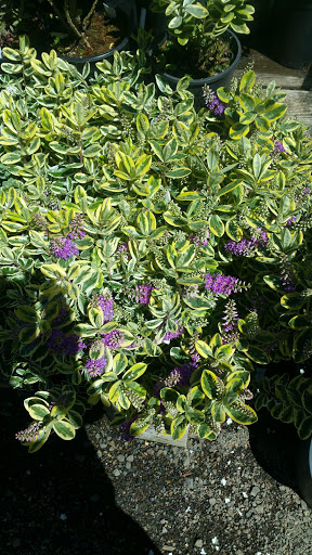 General Contractor «Laurel Bay Gardens Inc», reviews and photos, 88493 US-101, Florence, OR 97439, USA