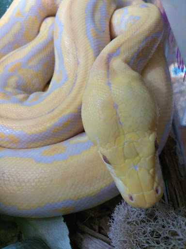 Pet Store «Off The Hook Exotics Pet Shop», reviews and photos, 926 5th Ave, Coraopolis, PA 15108, USA