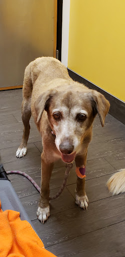 Pet Supply Store «PetSmart», reviews and photos, 2477 Naglee Rd, Tracy, CA 95304, USA