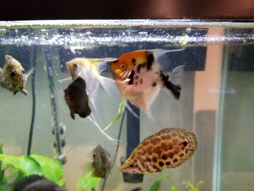 Pet Store «Pet Cove», reviews and photos, 820 E Center St, Kingsport, TN 37660, USA