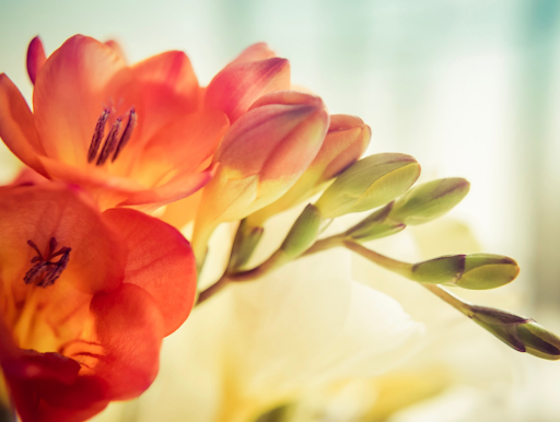 Florist «Rosemount Floral», reviews and photos, 2978 145th St W, Rosemount, MN 55068, USA