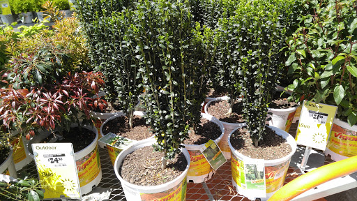 Bonsai plant supplier Winston-Salem