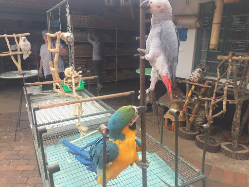 Golden Birds & Pets