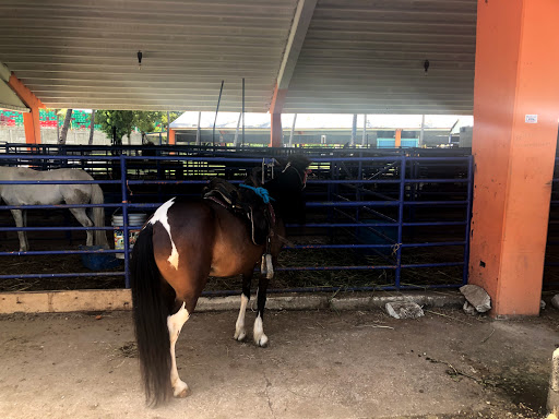 Caballo Pony RD