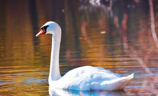 Park «Crocheron Park», reviews and photos, 214-41 34th Ave, Bayside, NY 11361, USA