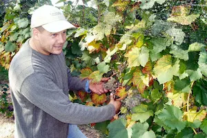 Tarsitano Winery & Vineyards image
