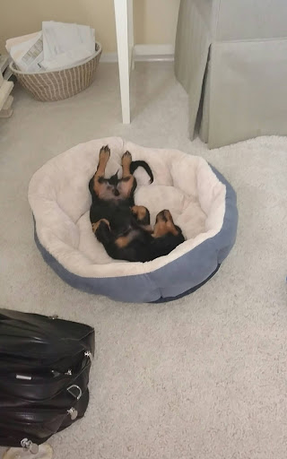 Pet Supply Store «PetSmart», reviews and photos, 534 US-441, Lady Lake, FL 32159, USA