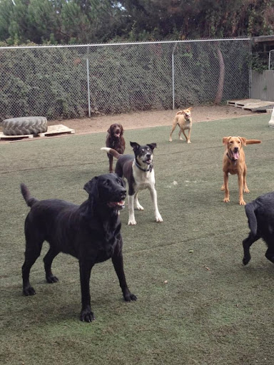 Bed and Biscuits / Groomingdales