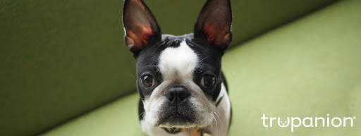 Trupanion, medical insurance for cats and dogs, 6100 4th Ave S, Seattle, WA 98108, Insurance Company