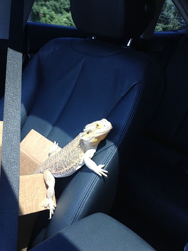 Pet Store «Zookeeper Exotics», reviews and photos, 9012 Research Blvd, Austin, TX 78758, USA
