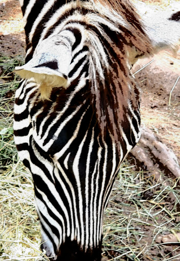 Zoo «Bailiwick Animal Park and Riding Stables», reviews and photos, 118 Castle Rd, Catskill, NY 12414, USA