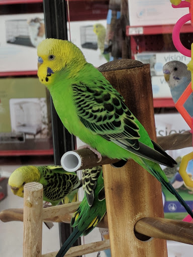 Pet Supply Store «Petco Animal Supplies», reviews and photos, 8700 Preston Rd #105, Plano, TX 75024, USA