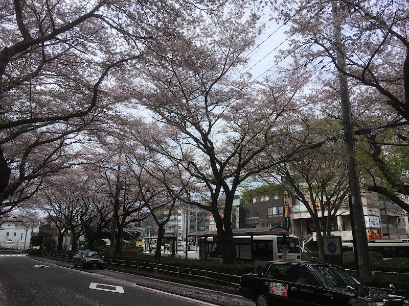 高尾駅南口の桜並木