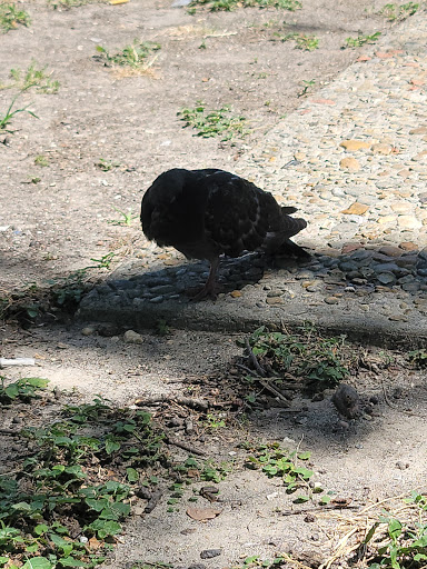 Park «Milam Park», reviews and photos, 500 W Commerce St, San Antonio, TX 78207, USA