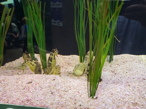 Aquarium «Great Lakes Aquarium», reviews and photos, 353 Harbor Dr, Duluth, MN 55802, USA