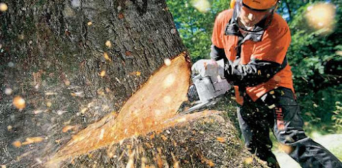  alt='My backyard was in desperate need of a makeover, so I enlisted a tree service for some extensive tree cutting'