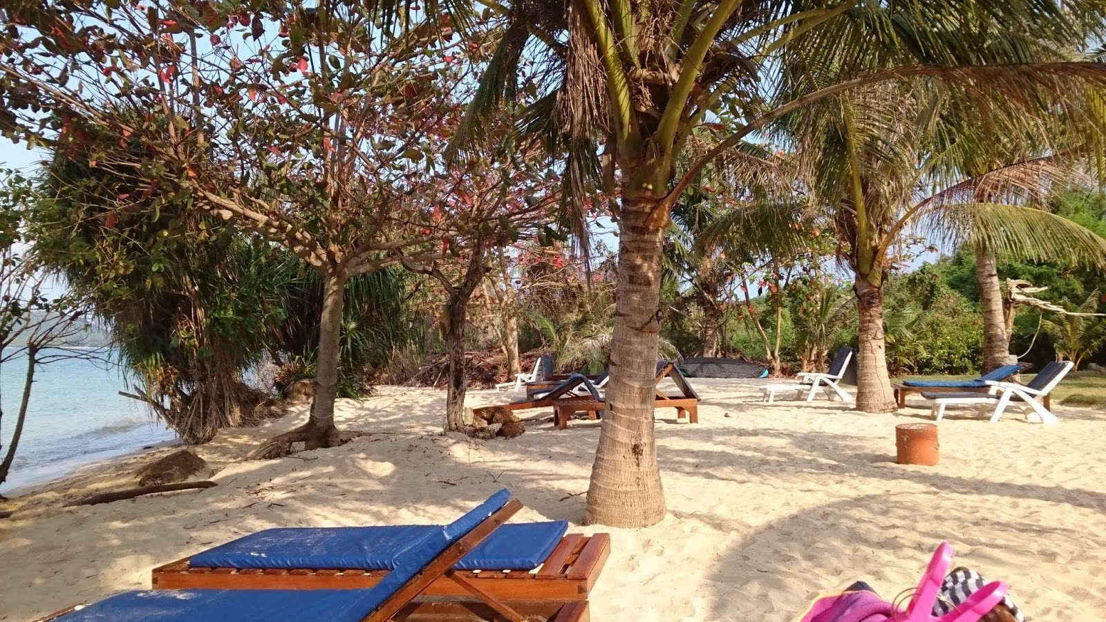 Photo de Palm Beach avec rivage droit, long