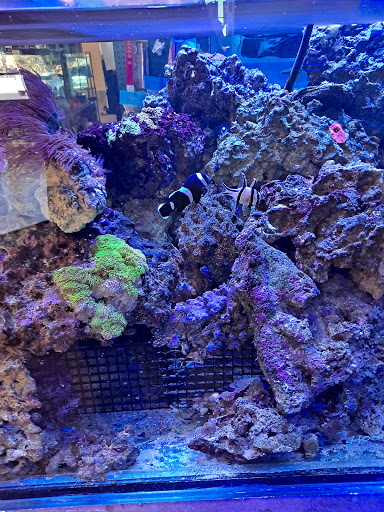 Tropical Fish Store «Discount Aquarium Fish and Reef», reviews and photos, 1301 E University Dr #128, Tempe, AZ 85281, USA