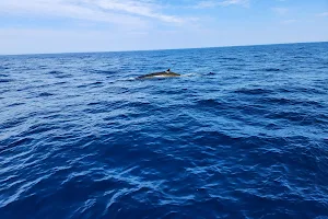 USAWW whale watching image