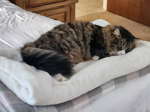 Timberlane Animal Hospital image