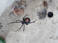 Outstanding Pest Solutions - Photo 4 - Car repair in , East Los Angeles