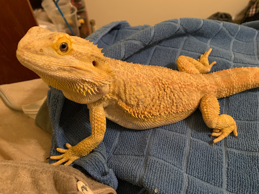 Pet Supply Store «PetSmart», reviews and photos, 3665 Marketplace Blvd, East Point, GA 30344, USA