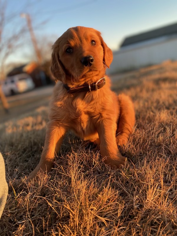 Texas Red Goldens