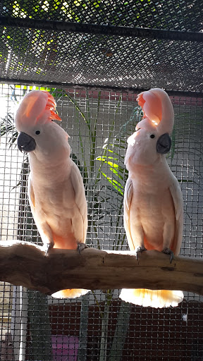 ไชยรัตน์ เบิร์ด ฟาร์ม Chairat Bird Farm