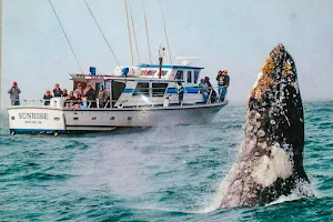 Tradewinds Charters - Best Whale Watching & Fishing Charters - Oregon image