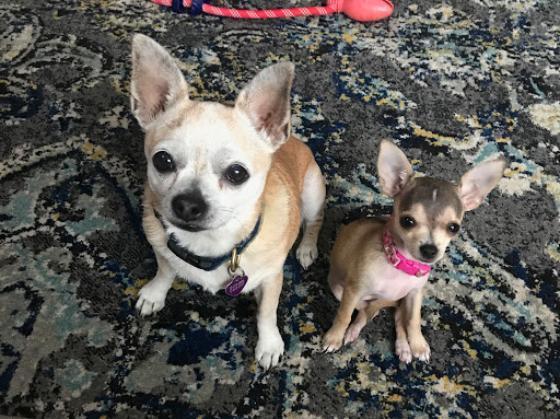 Pet Supply Store «Pet Supermarket», reviews and photos, 835 Blanding Blvd, Orange Park, FL 32065, USA