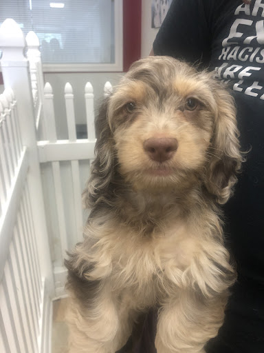 Pet Store «Puppy City», reviews and photos, 3343 Valley Pike, Winchester, VA 22602, USA