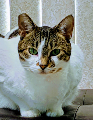 Pet Supply Store «Unleashed by Petco», reviews and photos, 600 Redondo Ave, Long Beach, CA 90814, USA