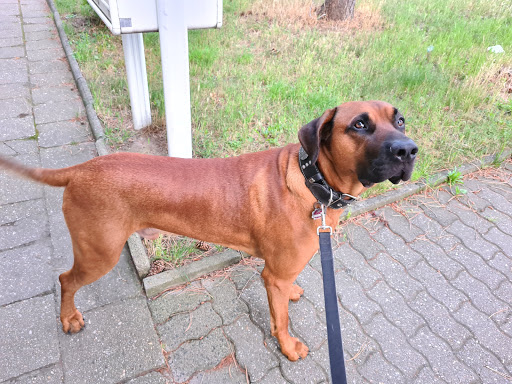 Kleintierarztpraxis Kitzscher unter Kitzscher, Sachsen