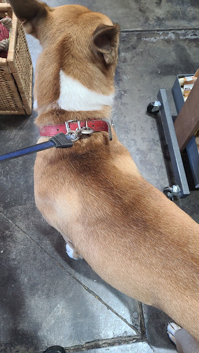 Pet Supply Store «Natural Pawz - Vintage Park», reviews and photos, 142 Vintage Park Blvd, Houston, TX 77070, USA