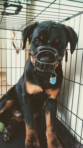 Pet Supply Store «Care-A-Lot Pet Supply Oyster Point», reviews and photos, 301 Oyster Point Rd, Newport News, VA 23602, USA