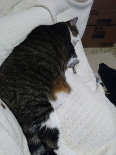 Pet Supply Store «PetSmart», reviews and photos, 534 US-441, Lady Lake, FL 32159, USA