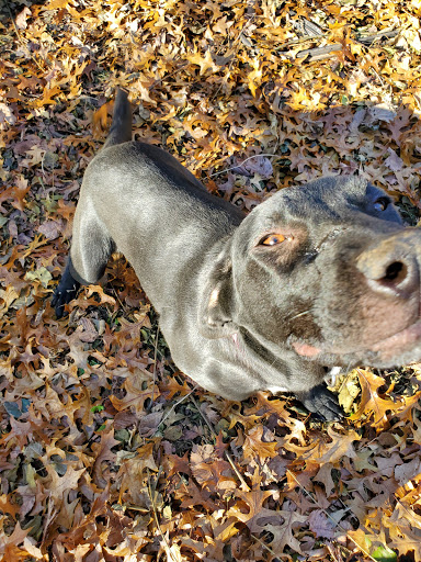 Animal Shelter «KC Pet Project - Main Adoption Center», reviews and photos