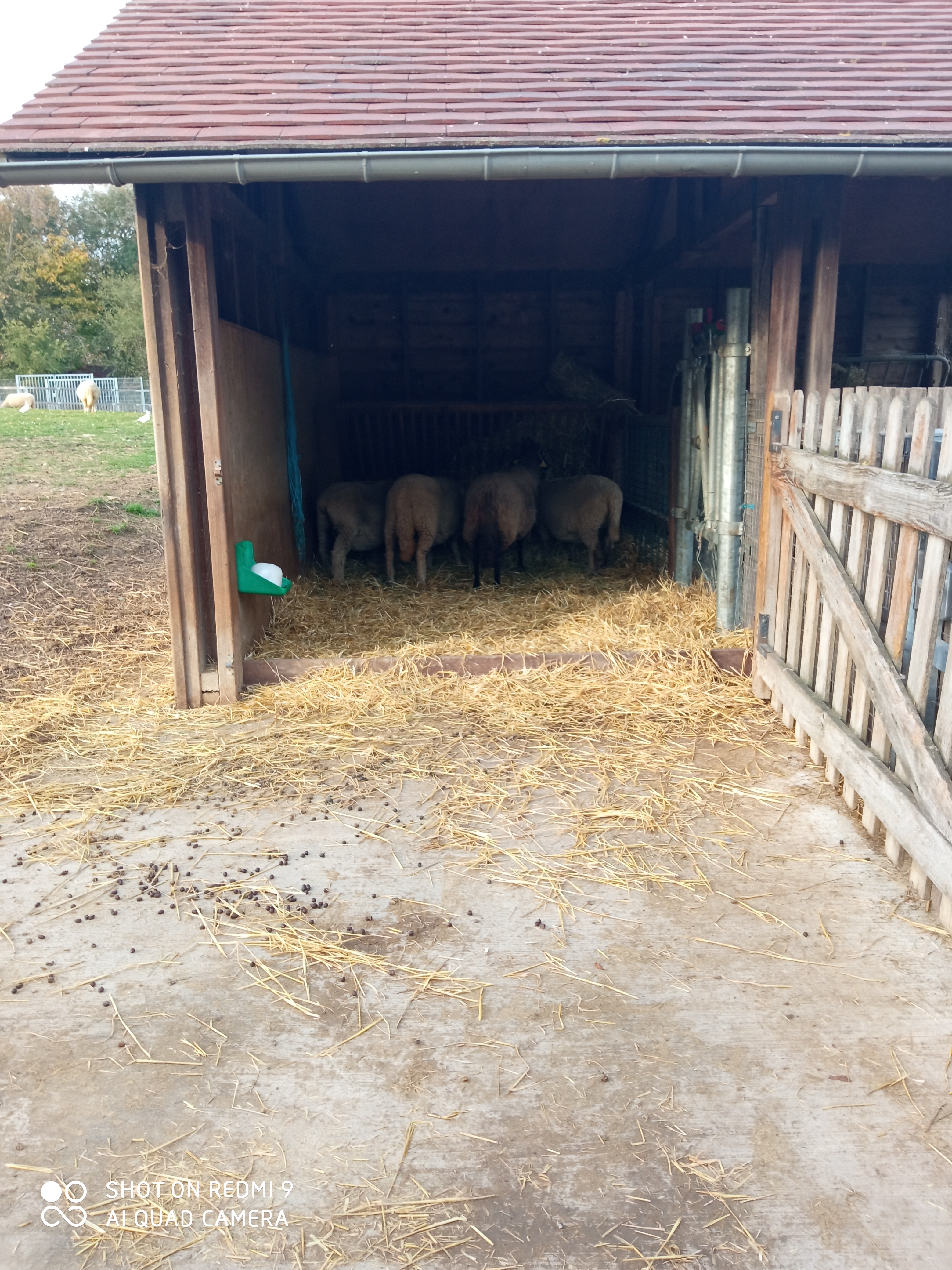 Photo n° 24 de l'avis de reseauoutremer.2 fait le 07/11/2020 à 18:39