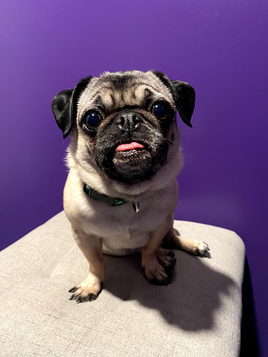 Pet Supply Store «The Green Spot», reviews and photos, 1110 S 71st St, Omaha, NE 68106, USA