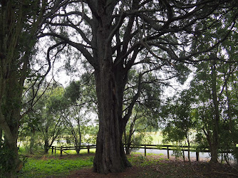 Huiputea Historic Tree